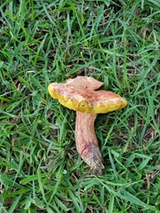 Boletaceae