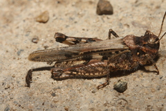 Acrotylus