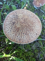 Amanita amerirubescens