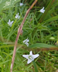 Campanula aparinoides