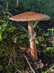 Amanita amerirubescens