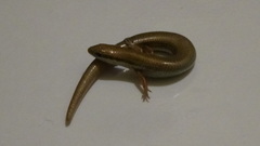 Ablepharus pannonicus