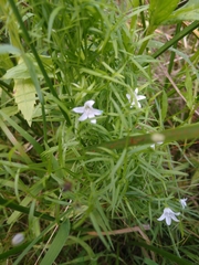 Campanula aparinoides