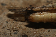 Acrotylus