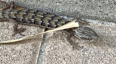 Elgaria multicarinata