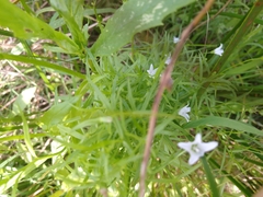 Campanula aparinoides