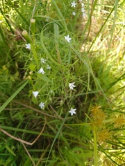 Campanula aparinoides