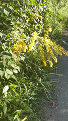 Solidago ulmifolia