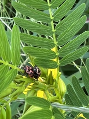Coleomegilla maculata