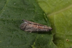 Ephestia woodiella