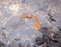 Bipalium adventitium