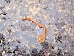 Bipalium adventitium