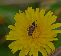 Anthophila