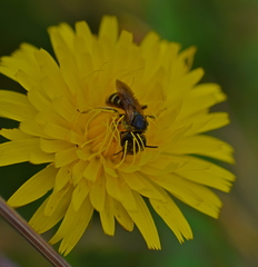Anthophila