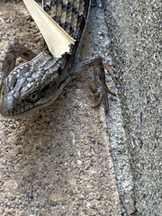 Elgaria multicarinata