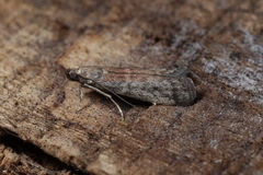 Ephestia woodiella