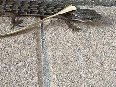 Elgaria multicarinata