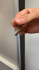 Velarifictorus micado