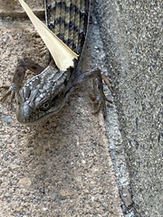 Elgaria multicarinata