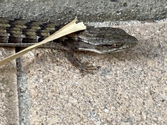 Elgaria multicarinata