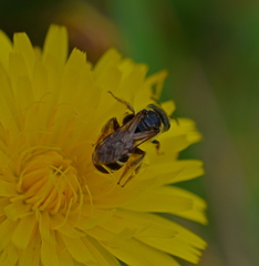 Anthophila