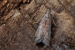 Ephestia woodiella