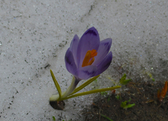 Crocus heuffelianus