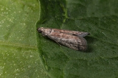 Ephestia woodiella