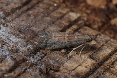 Ephestia woodiella