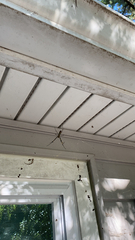 Trichonephila clavata