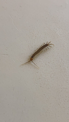 Lithobiomorpha