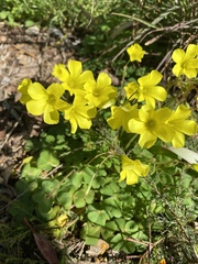 Oxalis pes-caprae