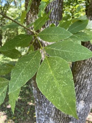 Fraxinus americana