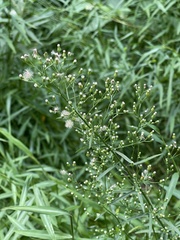 Erigeron