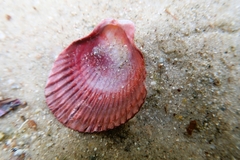 Mimachlamys asperrima