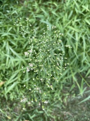 Erigeron