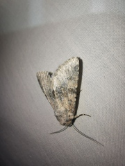 Polymixis dubia