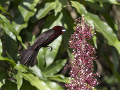 Ramphocelus carbo