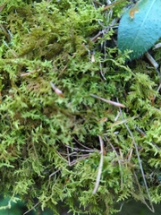 Thuidium delicatulum