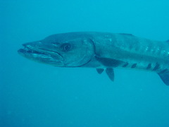 Sphyraena barracuda
