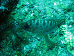 Heteropriacanthus cruentatus