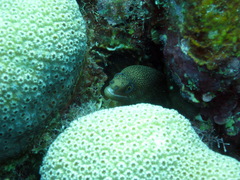 Gymnothorax miliaris