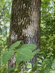 Fraxinus americana