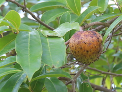 Annona montana