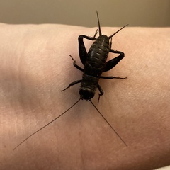 Gryllus pennsylvanicus