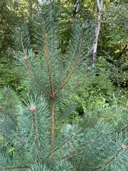 Pinus sylvestris