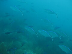 Caranx ruber