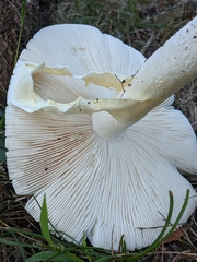 Amanita