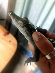 Crocodylus acutus