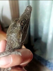 Crocodylus acutus